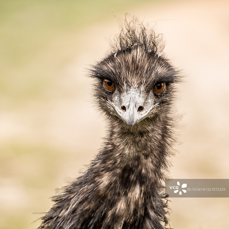 鸸鹋肖像图片素材