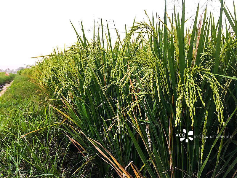 日常主食所需的大米食材图片素材