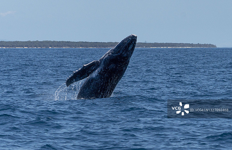 澳大利亚斯特拉德布罗克岛附近的座头鲸图片素材