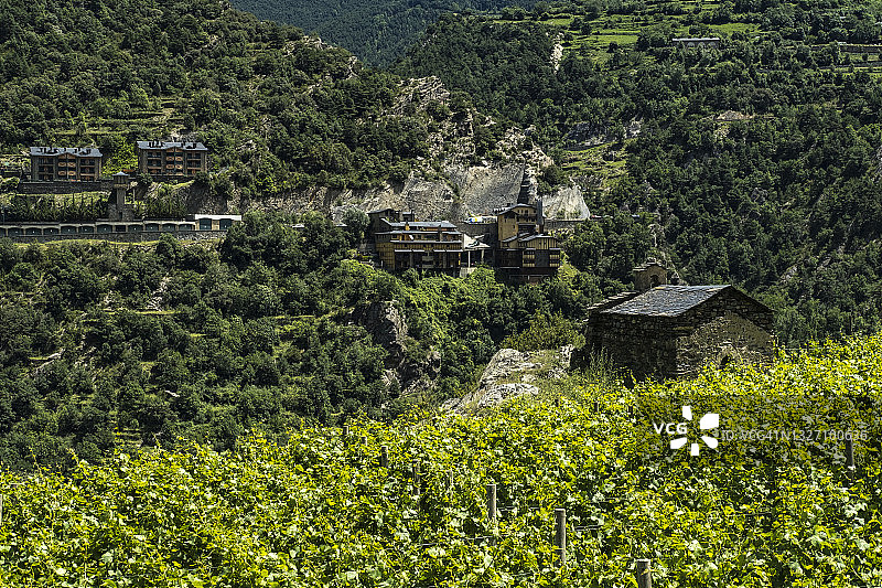 山间葡萄园图片素材