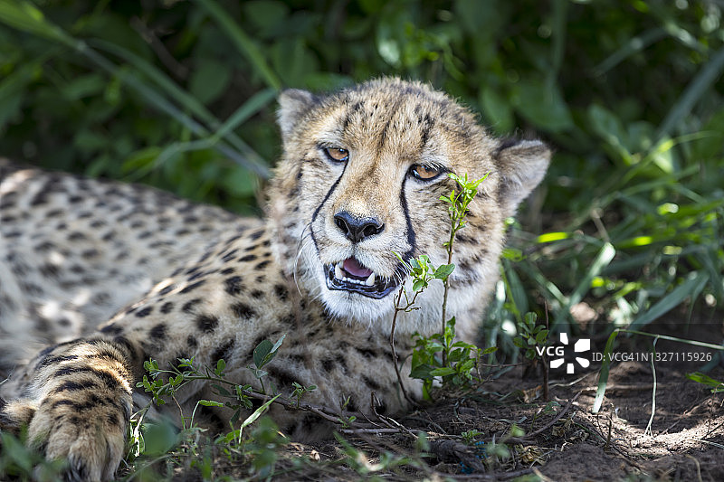 猎豹(Acinonyx jubatus)图片素材