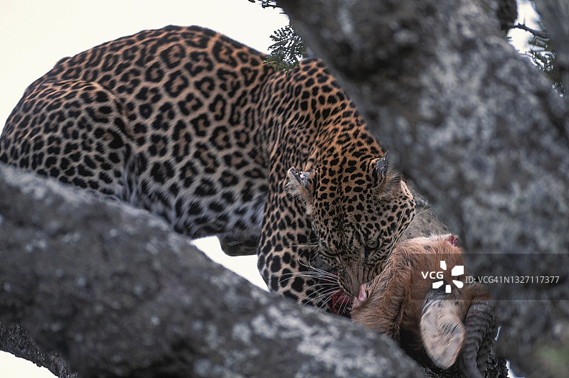 豹子捕食薮羚图片素材
