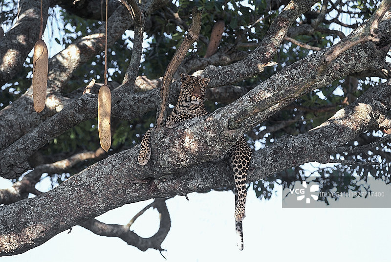 香肠树上的猎豹图片素材