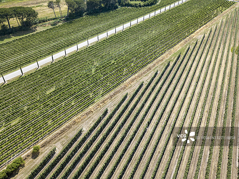 葡萄园航拍图片素材