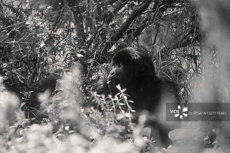 乌干达姆加辛加国家公园的雌性山地大猩猩图片素材