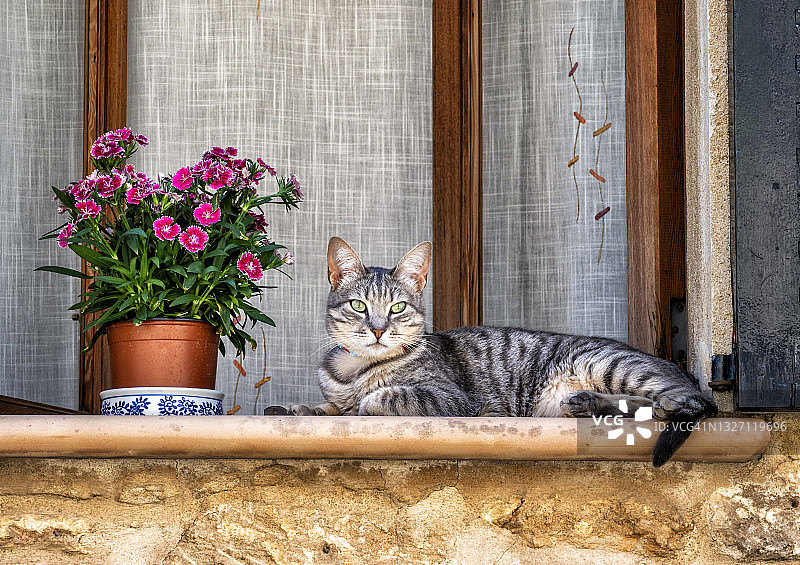 猫咪在摆满花盆的窗台上休息图片素材