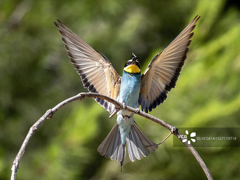 欧洲蜂虎（Merops apiaster），张开翅膀的鸟落在树枝上，喙里叼着昆虫图片素材