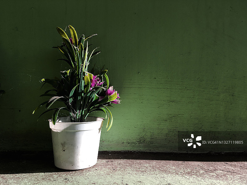 午后阳光下的鲜花图片素材