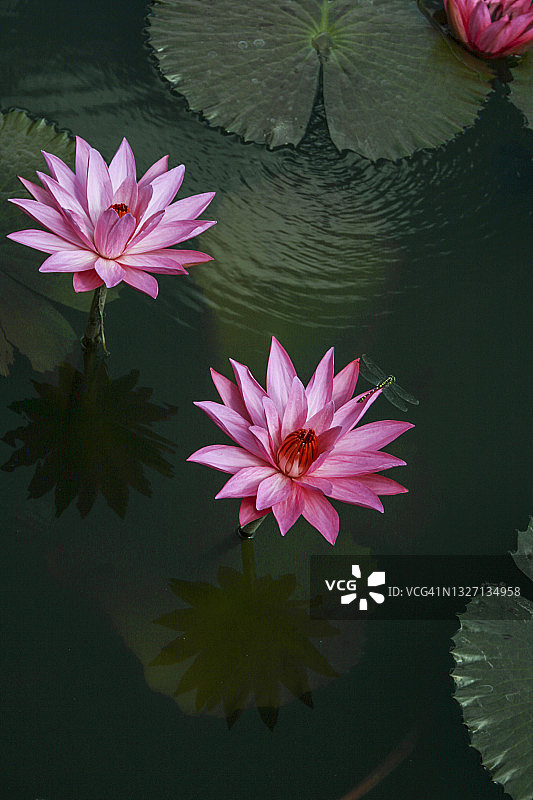 印度尼西亚巴厘岛寺庙池塘中生长的荷花图片素材