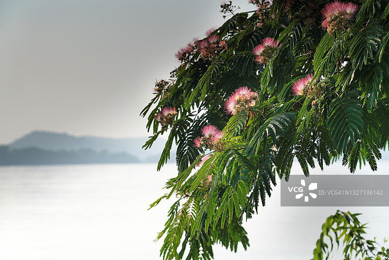 海滨的粉色含羞草花丛图片素材