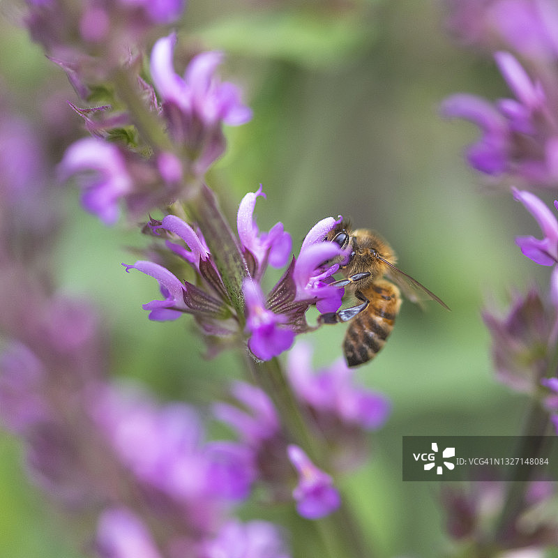 蜜蜂在鼠尾草花上采集花蜜图片素材