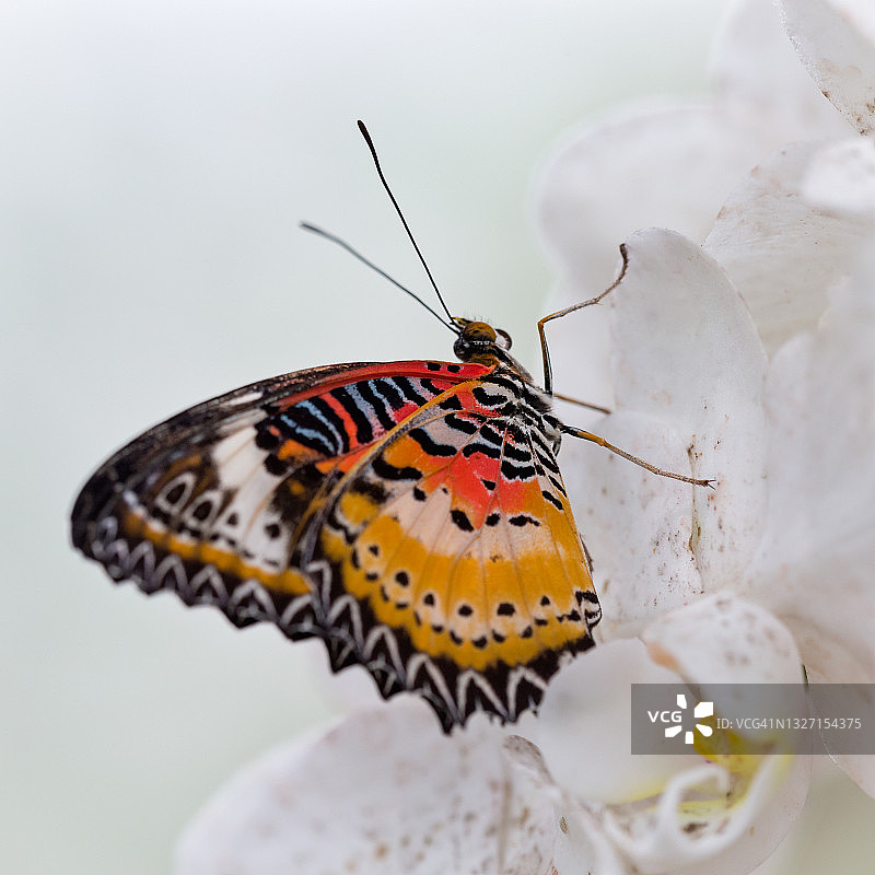 非洲君主斑蝶的侧面特写图片素材