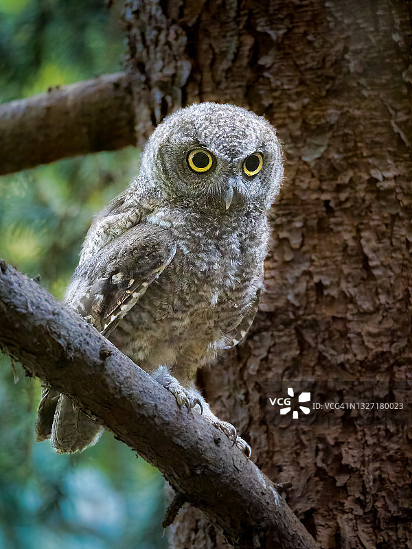 西部角鸮图片素材