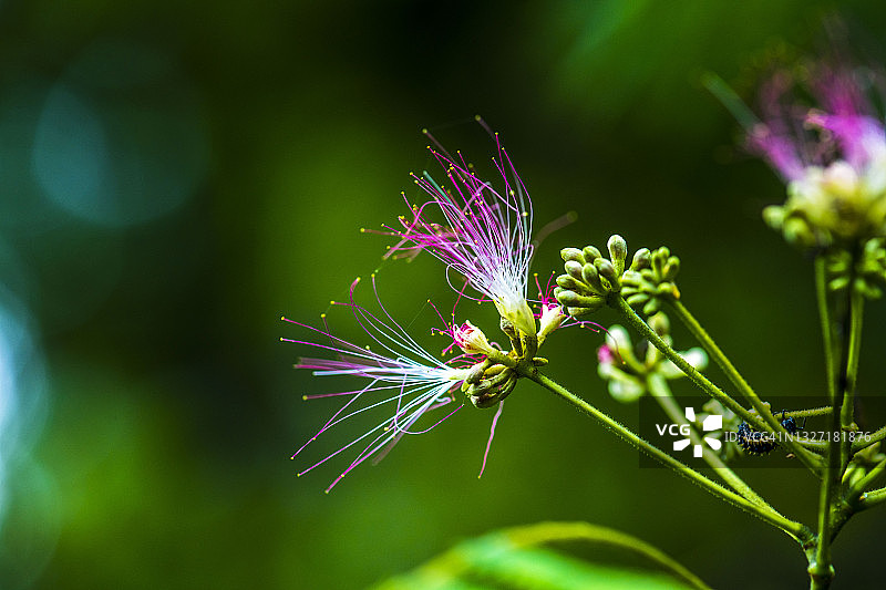 花与含苞待放的波斯合欢树，日本三重县名张市图片素材