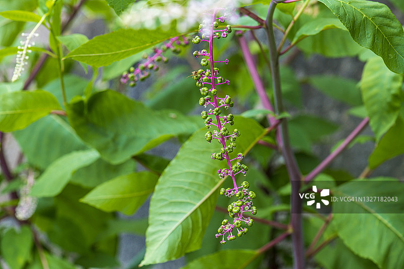 日本的美洲商陆图片素材