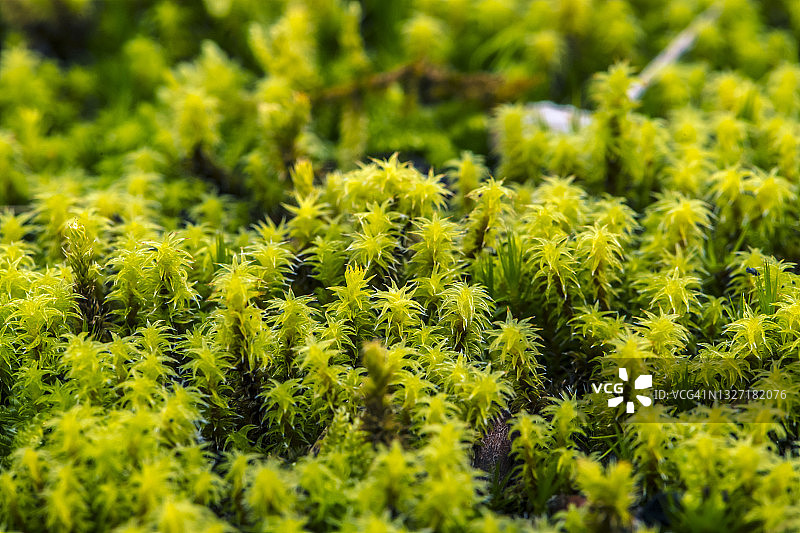 苔藓地毯，名张市，三重县，日本图片素材