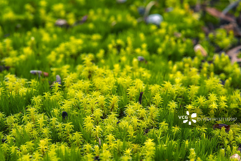 苔藓地毯，名张市，三重县，日本图片素材