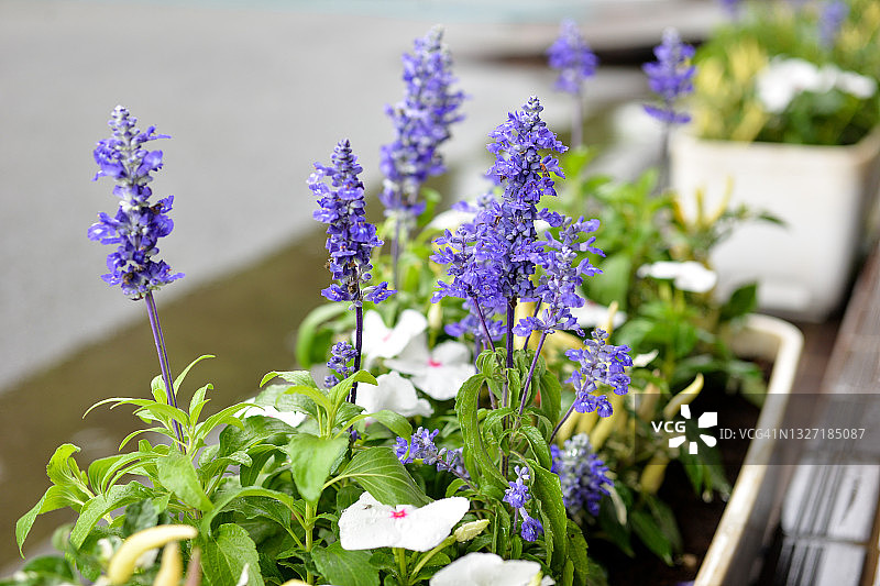 夏季植物群栽图片素材