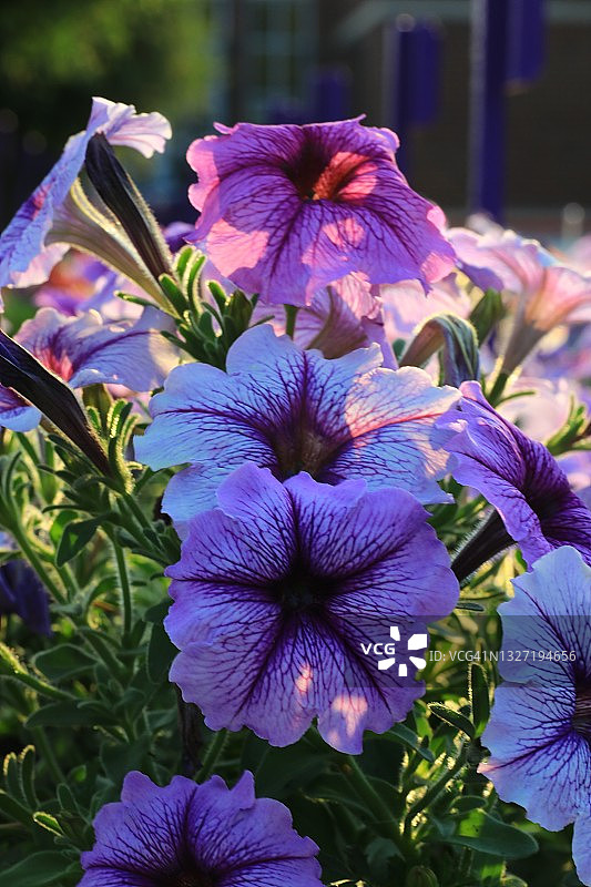 鲜花盛开图片素材