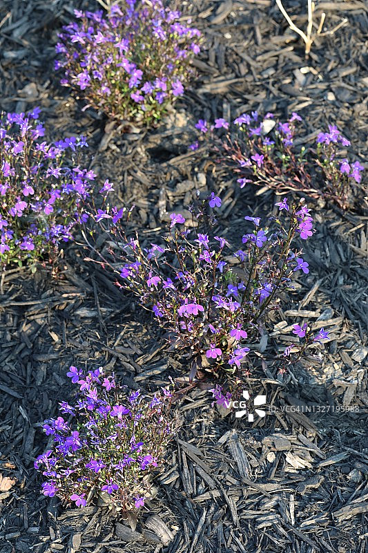 紫色花朵特写图片素材