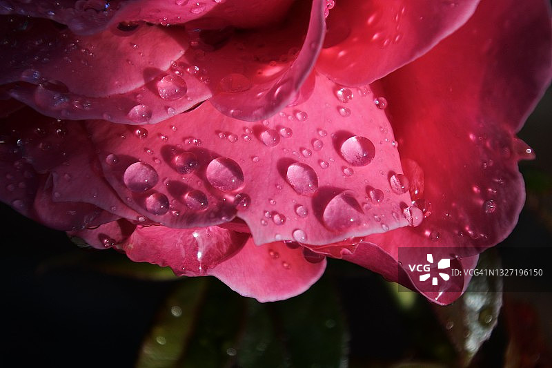 粉色玫瑰花上的雨滴图片素材