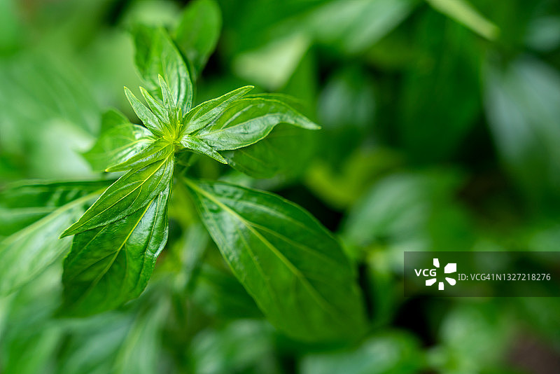 穿心莲草药，泰国草药，缓解喉咙痛，退烧，预防新冠图片素材