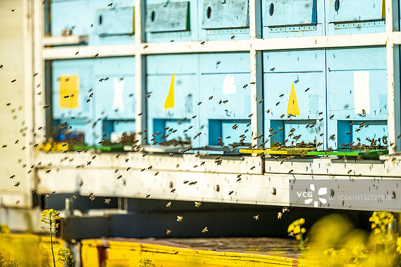 蜂箱前飞舞的一群蜜蜂图片素材