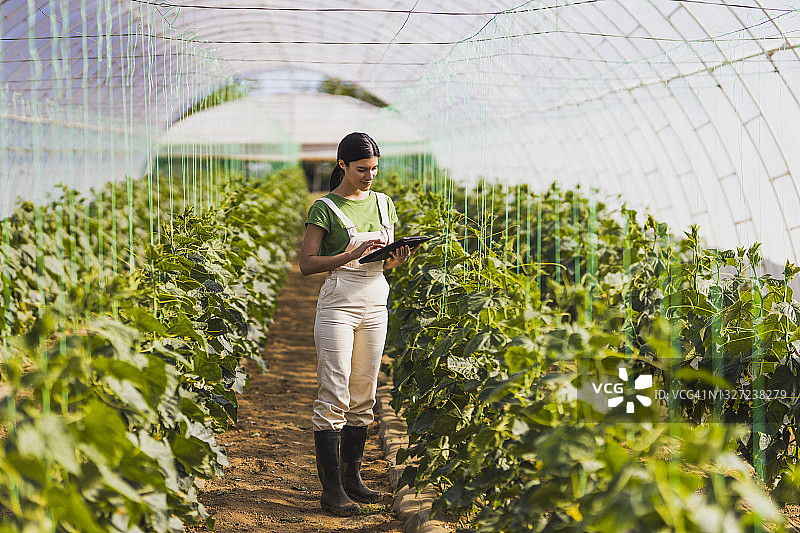 女农民站在温室的农作物中，使用平板电脑图片素材