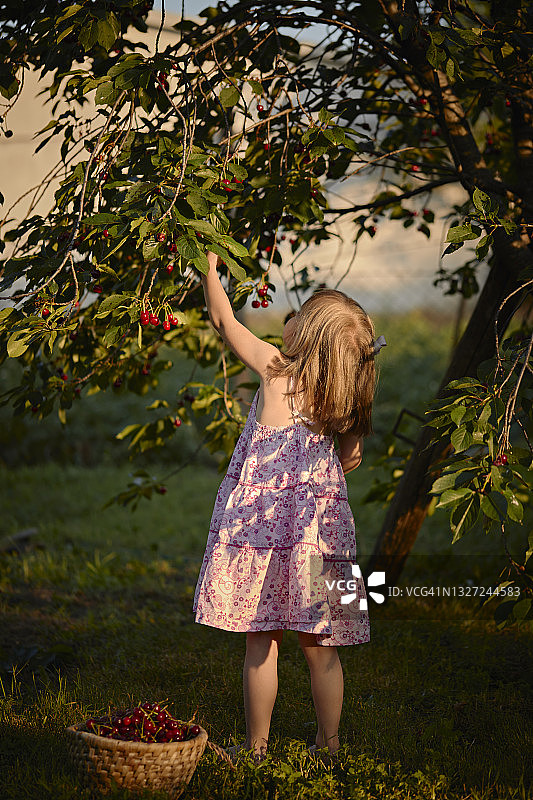 女孩在后院的树上摘樱桃图片素材