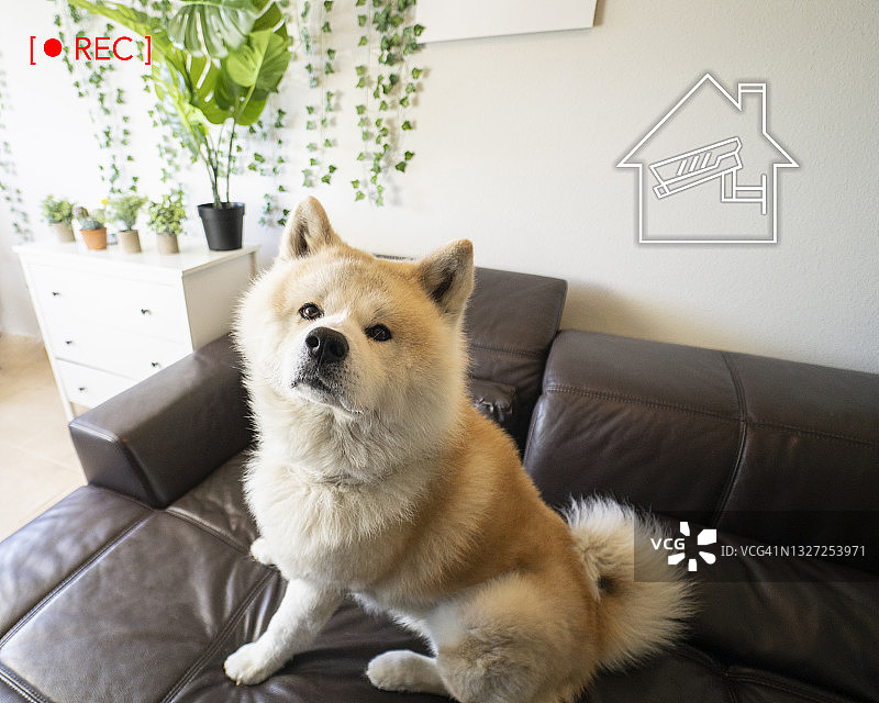 小狗坐在沙发上，智能家居监控图标图片素材