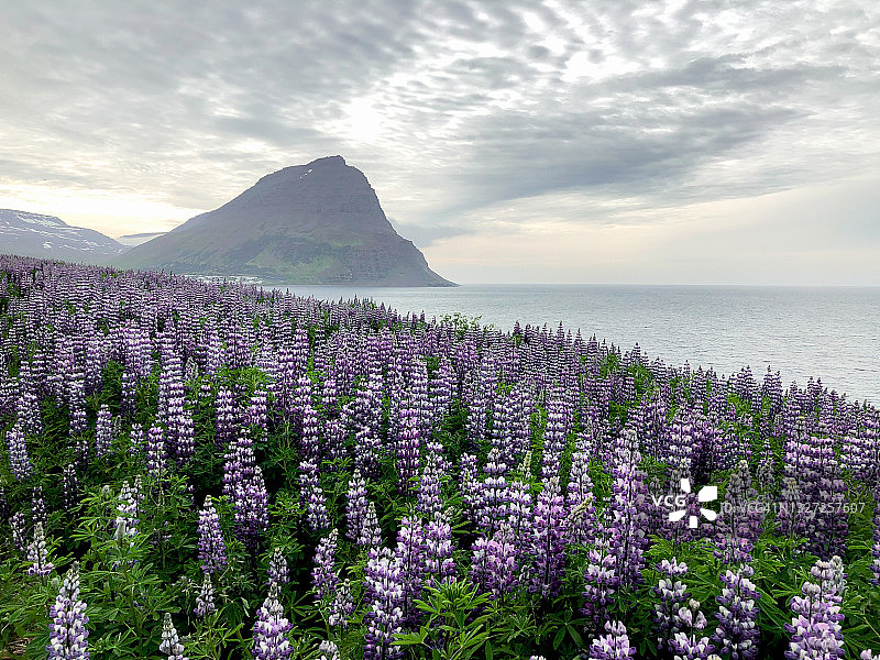西峡湾盛开的野生羽扇豆图片素材