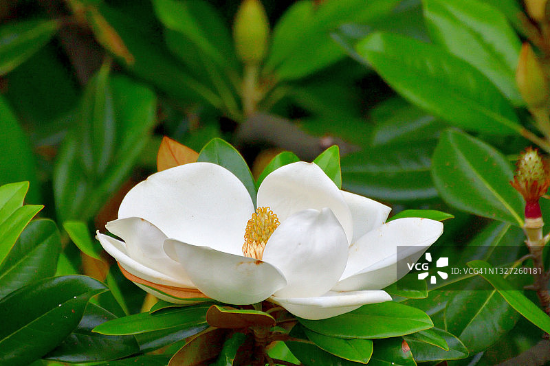 广玉兰花图片素材