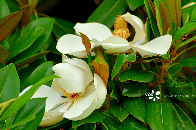 广玉兰花图片素材