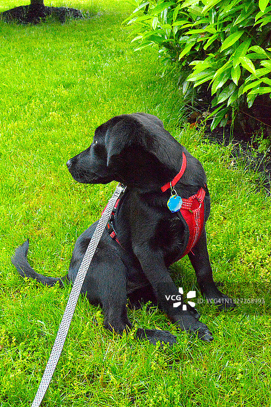 4个月大的拉布拉多幼犬图片素材