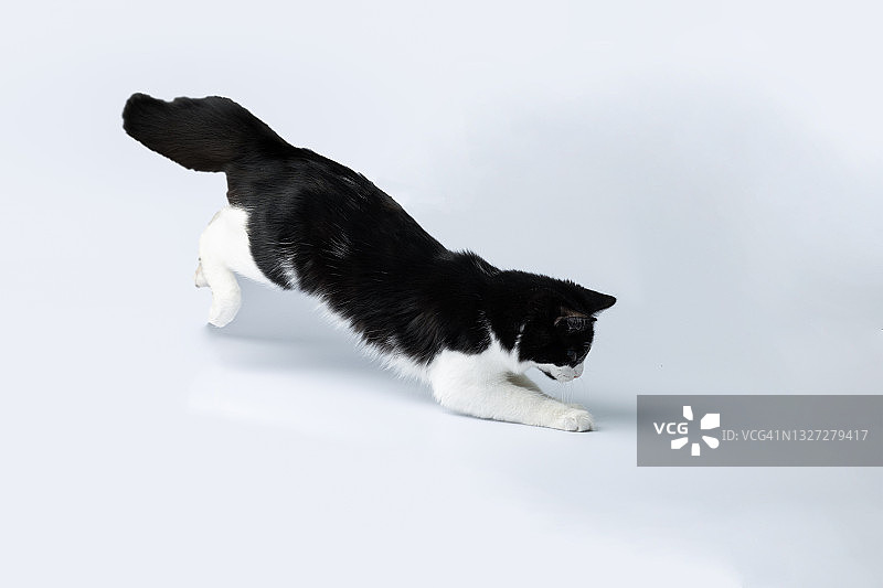跳跃或捕捉食物的黑白猫图片素材
