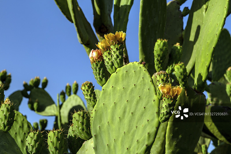 以色列仙人掌果实的刺梨特写图片素材