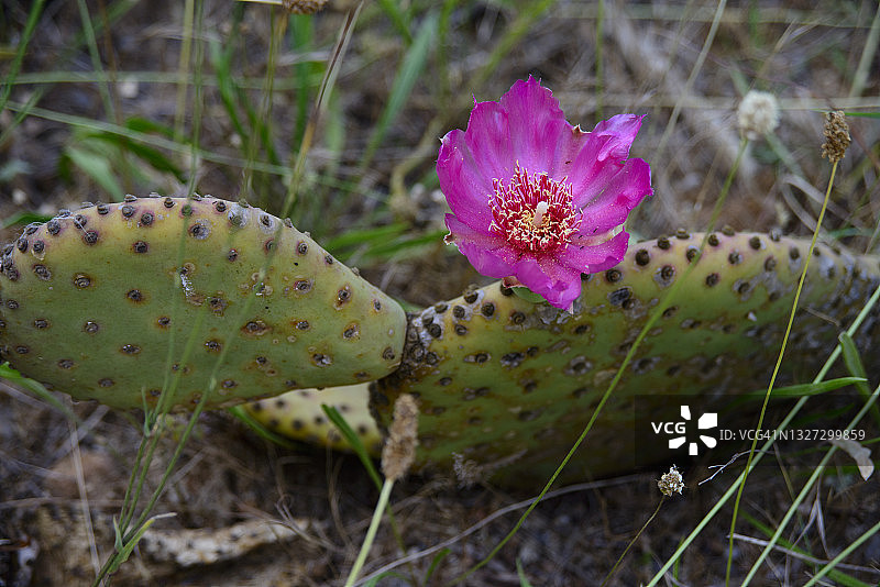 仙人掌：海狸尾仙人掌图片素材