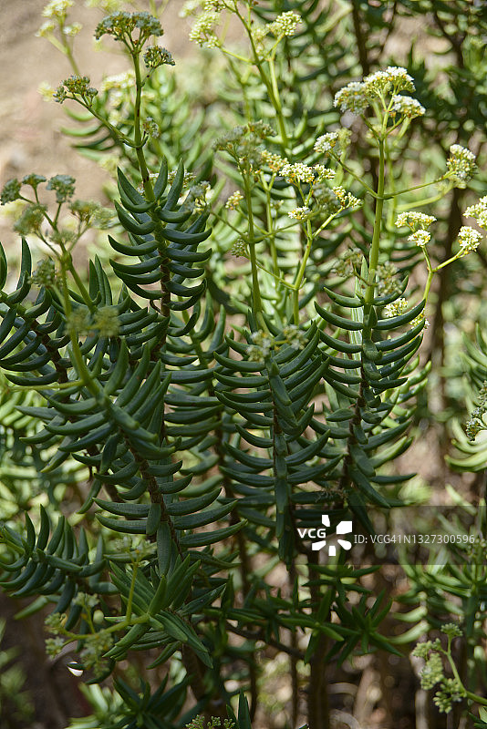 青锁龙（四角柱）图片素材