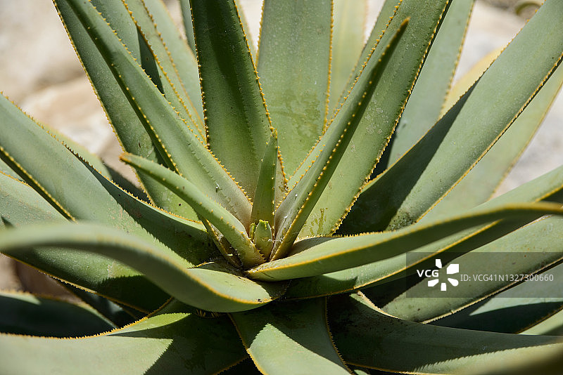 芦荟植物图片素材