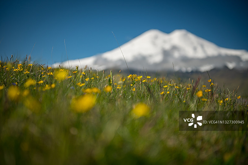 厄尔布鲁士山：俄罗斯和欧洲最高的山峰，日出时鲜花盛开的草地背景图片素材
