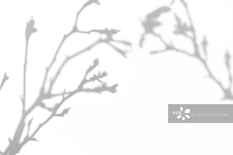 热带植物枝条在白色背景上的灰色阴影图片素材