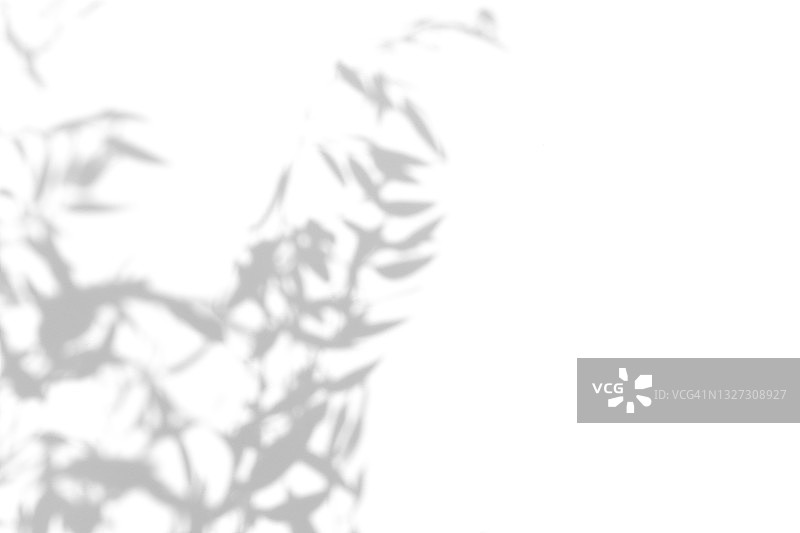 竹叶在白色背景上的终极灰色阴影，黑白阴影设计素材图片素材