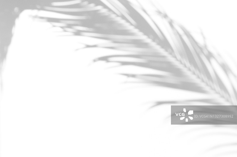 热带棕榈或蕨类植物在白色背景上的终极灰色阴影，黑白阴影隔离设计素材图片素材