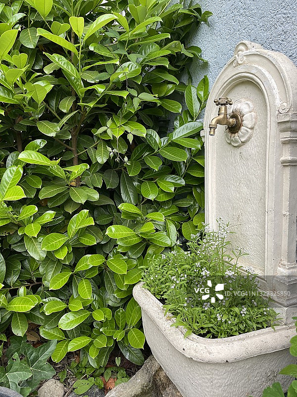 美丽夏日花园，花卉生长在水槽中图片素材