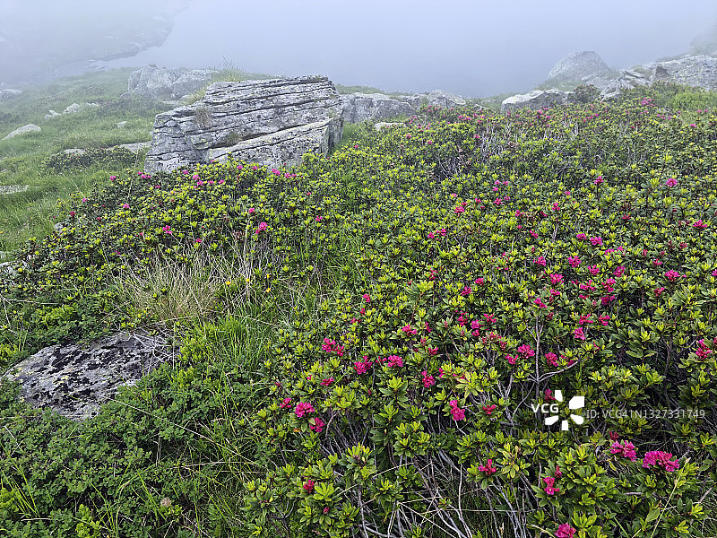 特里韦拉下湖岸边盛开的阿尔卑斯玫瑰图片素材