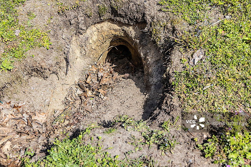 兔子洞图片素材