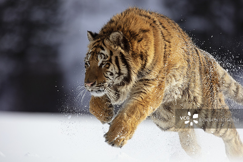 西伯利亚虎雪地奔跑跳跃特写图片素材
