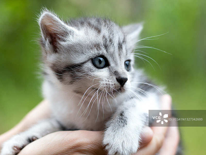 人类手中的小猫图片素材