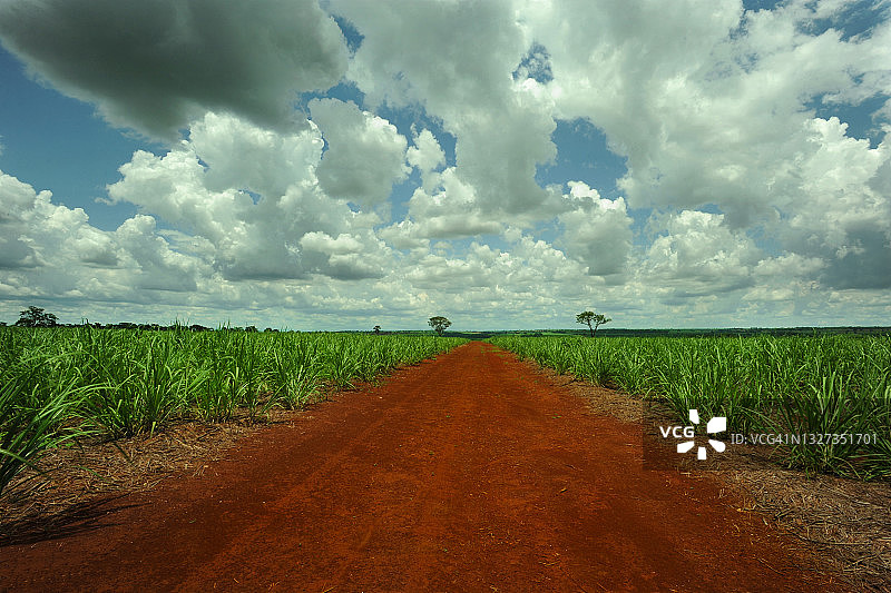 巴西圣保罗州乡村道路旁的甘蔗种植园图片素材