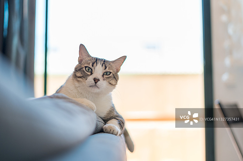 猫咪在家享受图片素材